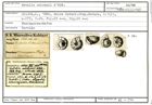 Karteikarte zum Abbildungsoriginal von Rotalia soldanii d'Orbigny, 1826